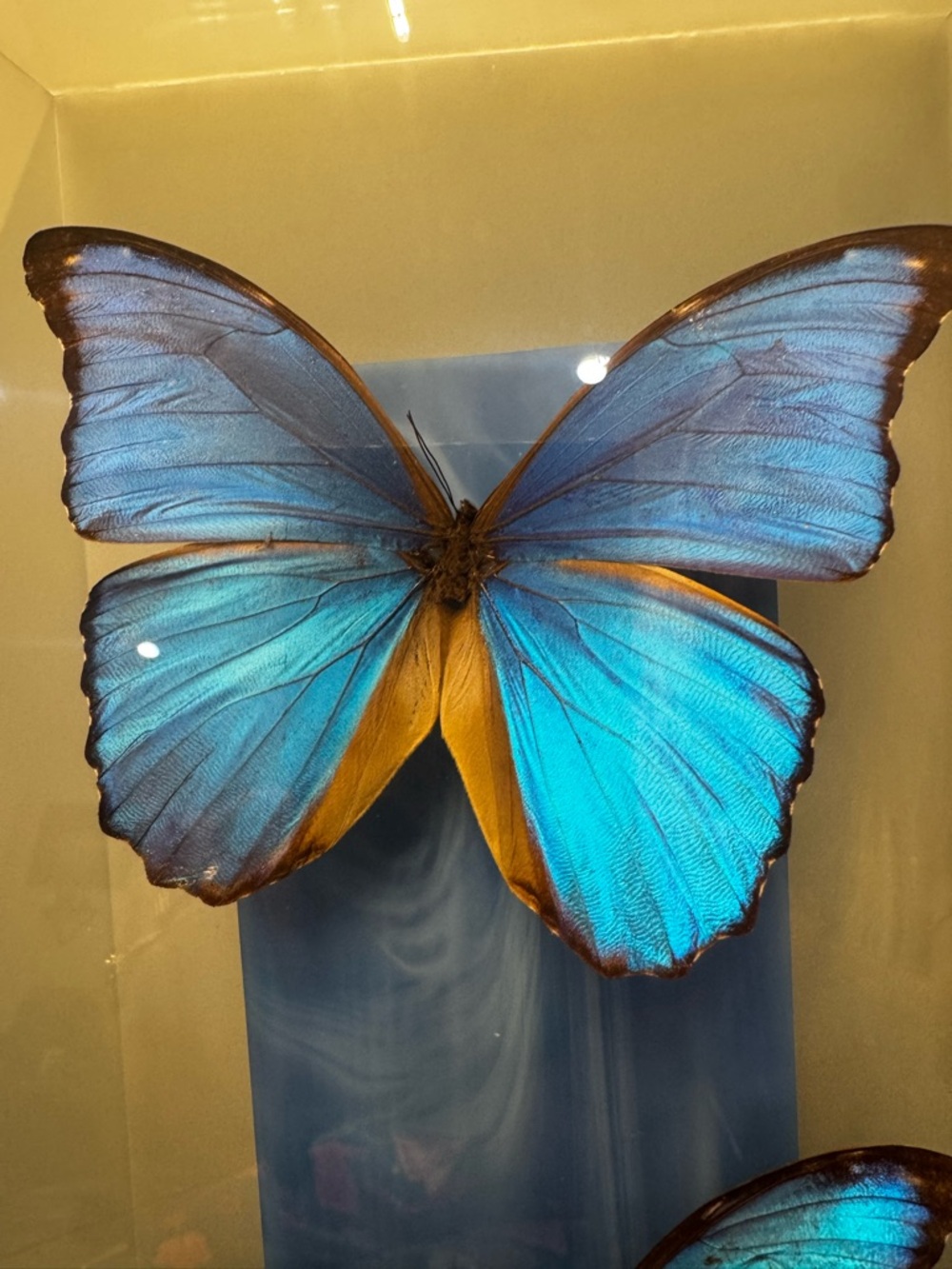 Vintage Morpho Butterfly Shadow Box Art Glass Case Nature Decor - Picture 3 of 8